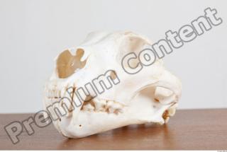 Skull photo reference 0034